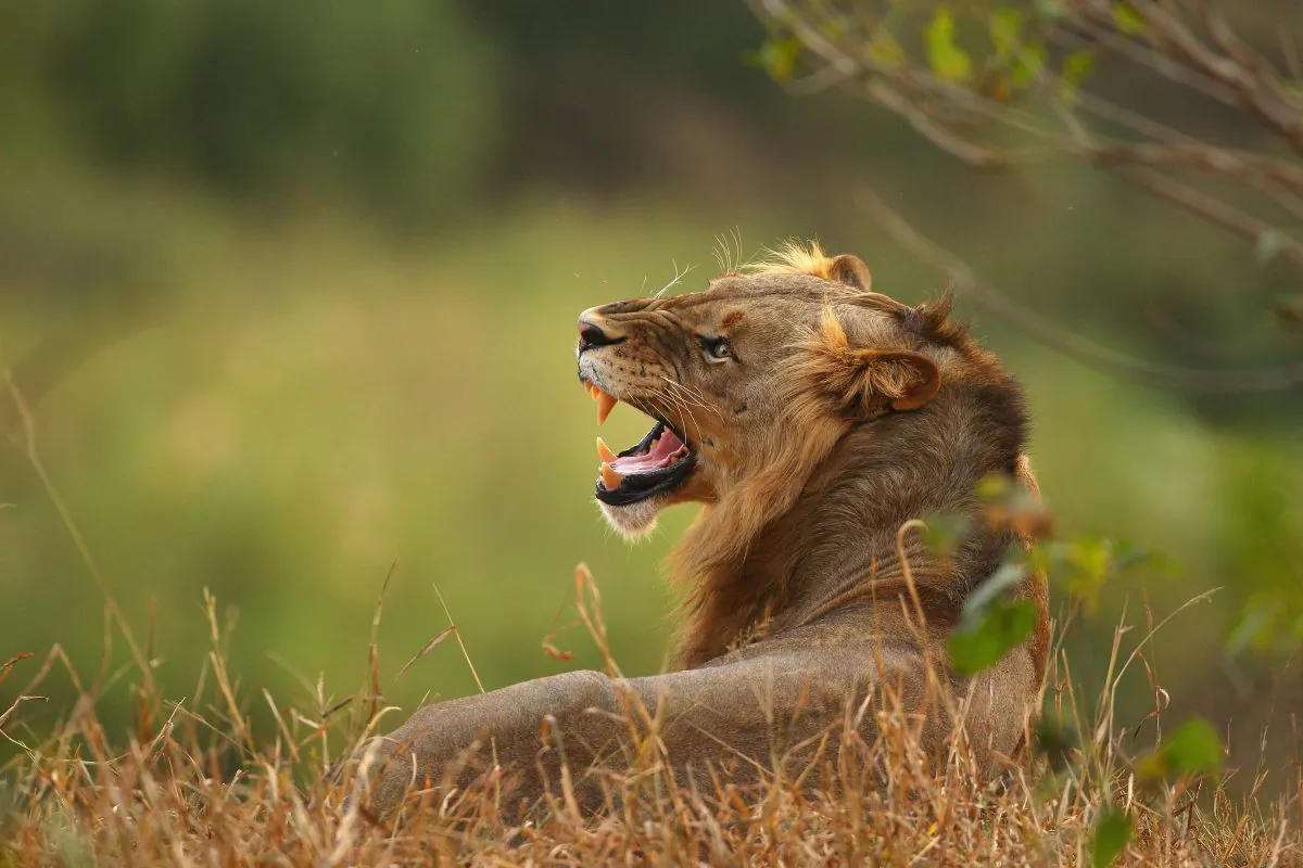 A lion relaxes on the banks of the Luvuvhu river at the Pafuri game reserve on July 21, 2010 in Kruger National Park, South Africa. (Cameron Spencer/Getty Images)