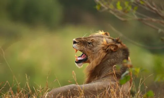 Sustainable Safaris Are on the Hot List for 2025