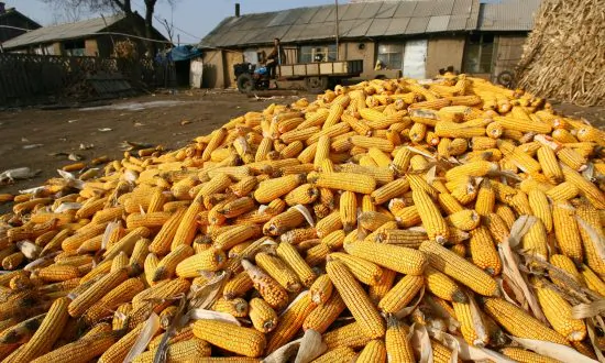 Chinese County Says It Can Only Meet Half of Grain Reserve Quota, Fueling Food Shortage Concerns