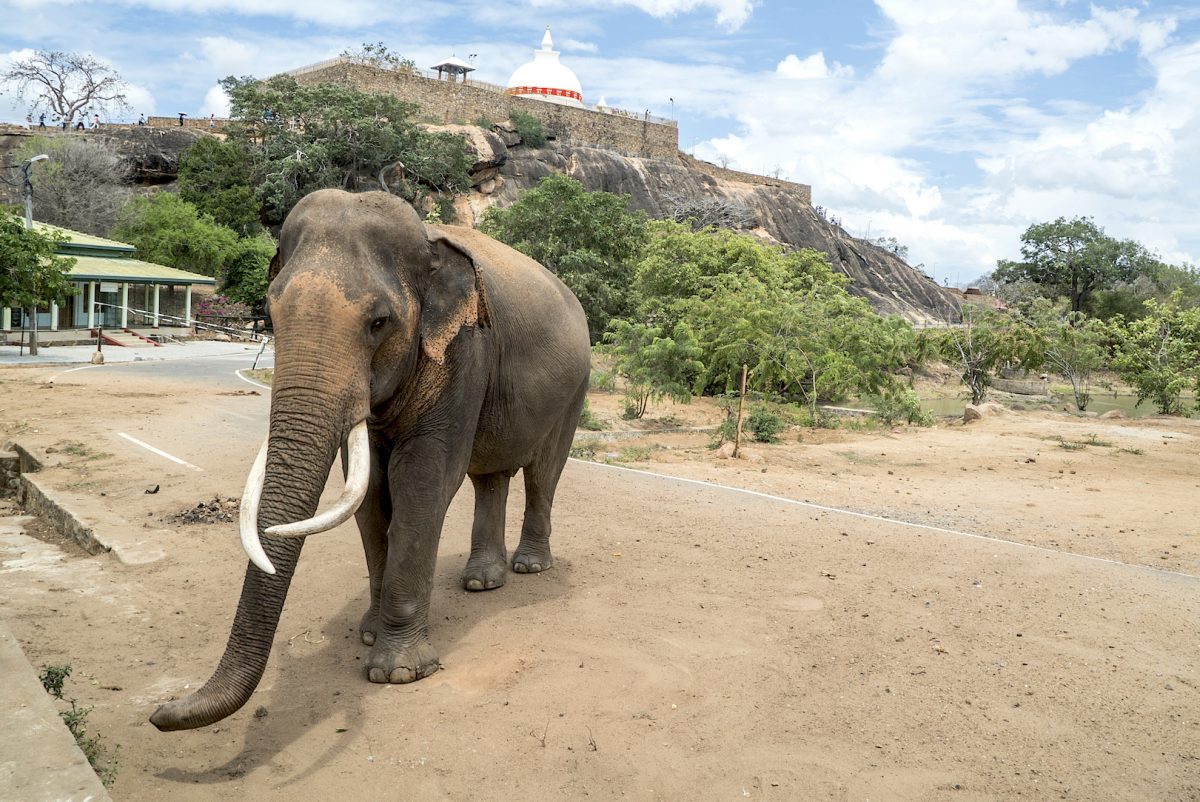 An elephant wanders through the Sithulpawwa Buddhist monastery adjoiing Yala National park. (Mohammad Reza Amirinia)