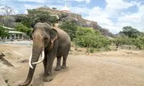 A Visit to Sri Lanka’s Yala National Park