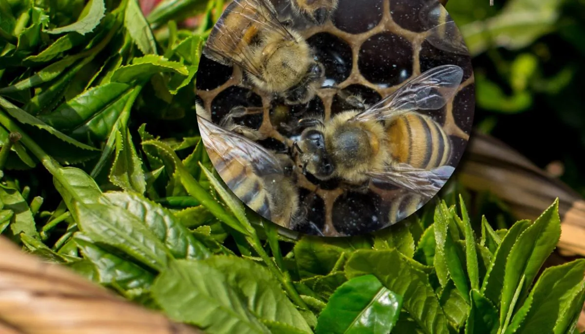 Pictures shows green tea being picked and bees in a honeycomb. (Photo by Chris McGrath/Getty Images)  (Paul J. Richards/AFP/Getty Images)