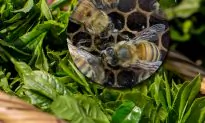 Fears Varroa Here to Stay but Hope Remains