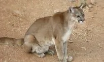 Child Escapes Cougar Attack in Washington With Minor Injuries