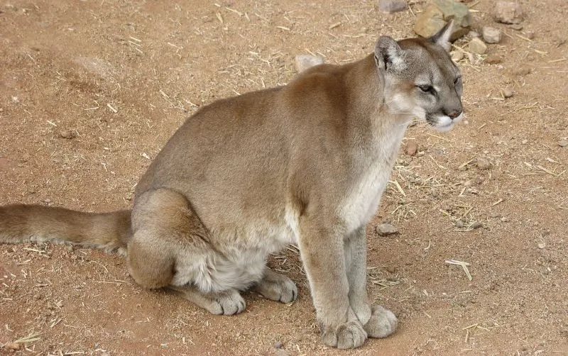 Cougar or mountain lion. (AskJoanne/Wikimedia Commons)