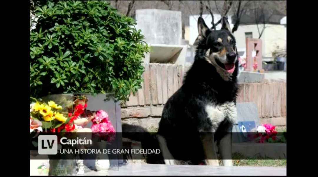 Loyal Dog that Stayed at his Owner’s Grave for 11 Years Passes On | The ...