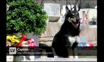 Loyal Dog that Stayed at his Owner’s Grave for 11 Years Passes On