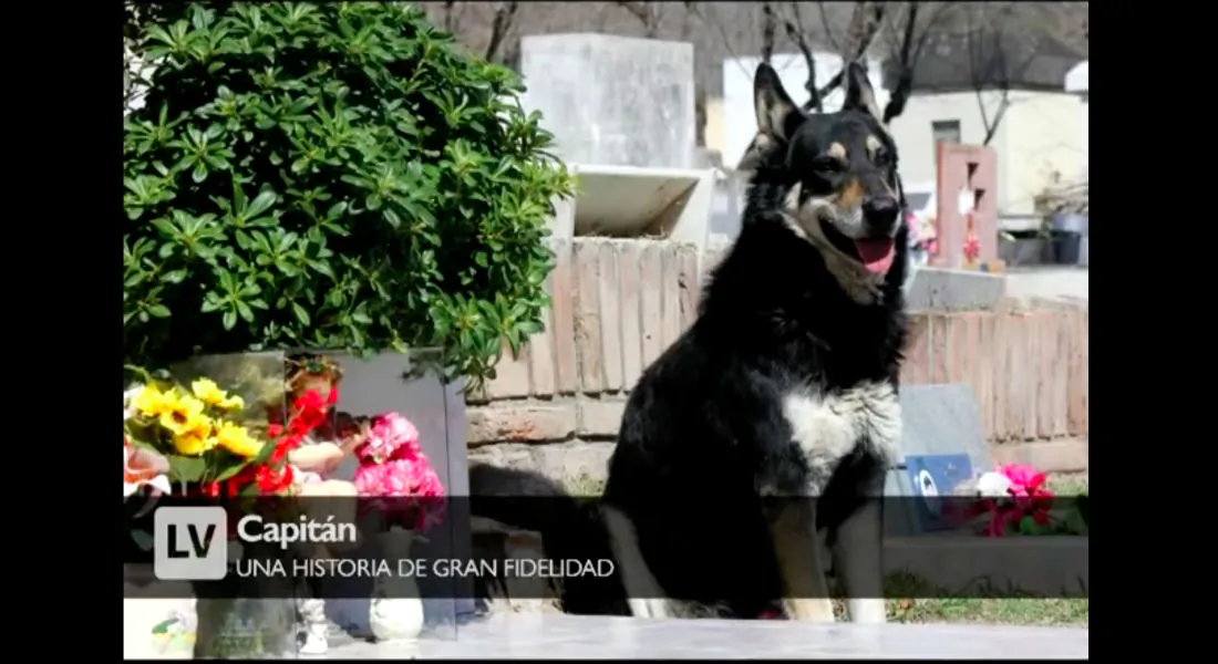 The German shepherd mix named Capitán that stayed at his owners grave for 11 years before passing away on Feb. 19, 2018. (Screenshot via 
Lavoz comar/Youtube)