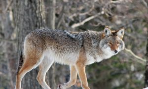Coyote Kills Dog and Bites Two People in New York Town