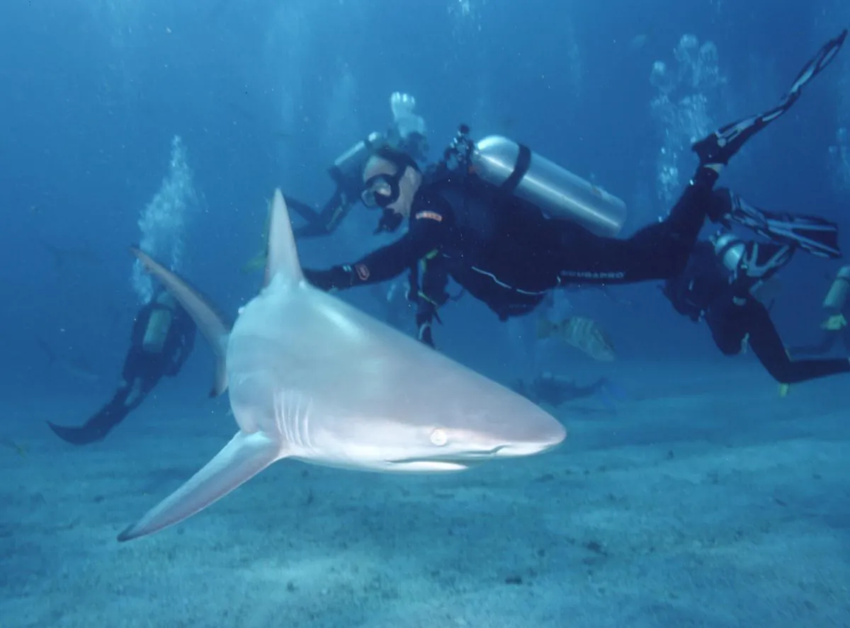 A diver interacts with a blacktip shark. (Albert Kok/Public Domain)