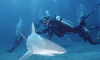 Family of 21-Year-Old Woman Killed by Sharks Speaks Out: ‘No One Jumped In’