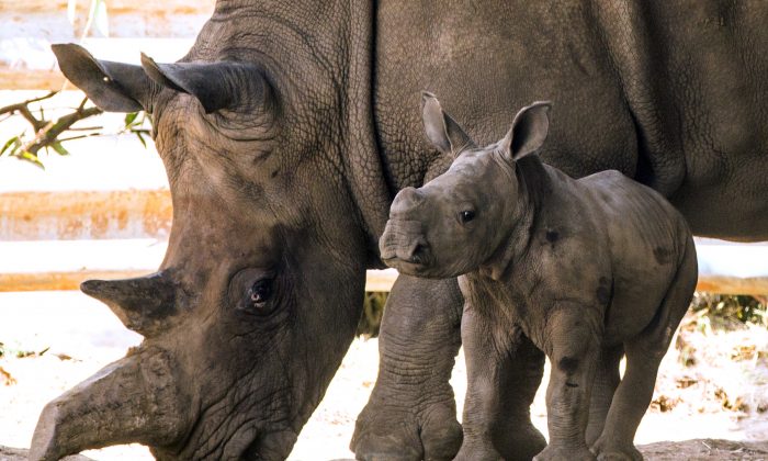 The World’s Last Male Northern White Rhino Is Dying, Sparking Fears of ...