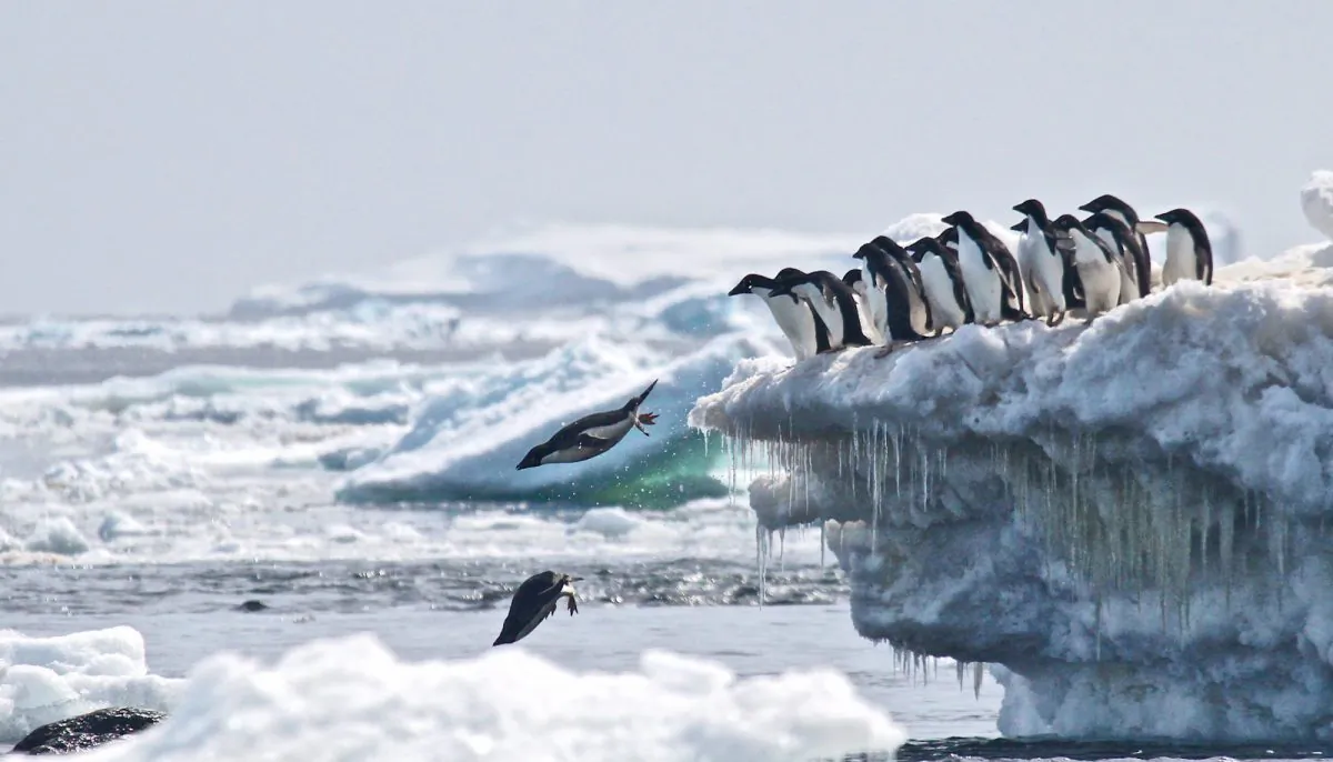 Scientists recently discovered a “supercolony” of more than 1,500,000 Adélie penguins in the Danger Islands, a chain of remote, rocky islands off the Antarctic Peninsula’s northern tip. (Rachael Herman, Stony Brook U./ Louisiana State U.)