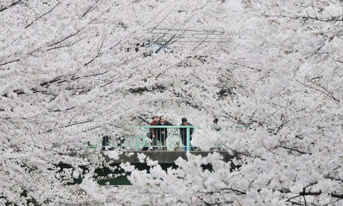 From afar, a group of cherry trees in full bloom looks like a sea of clouds. (Toru Yamanaka/AFP/Getty Images)