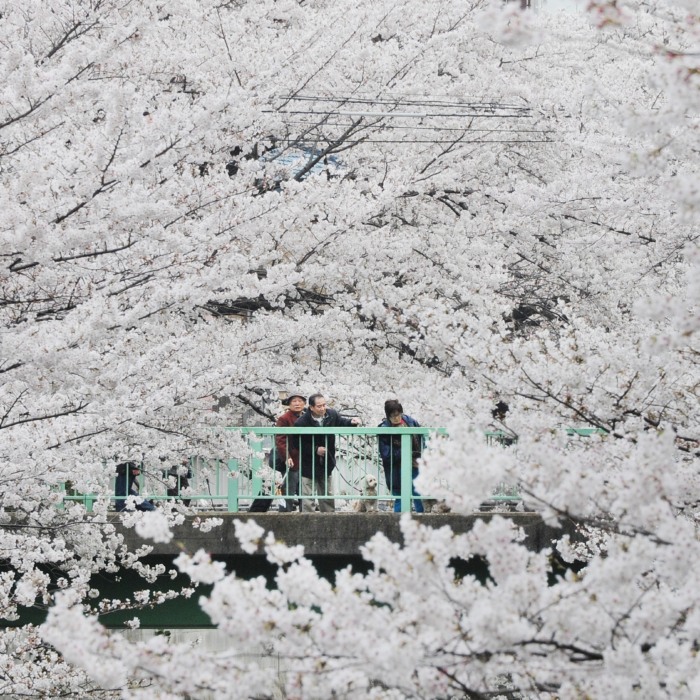 Chasing the Cherry Blossoms  Following Peak Bloom in Japan