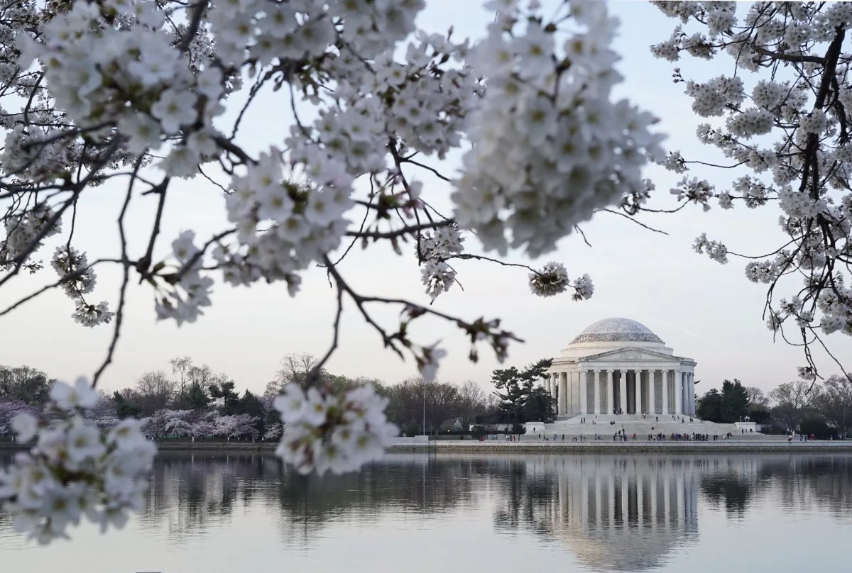 Blooming cherry blossoms frame the Jefferson Memorial in Washington, D.C. (MANDEL NGAN/AFP/Getty Images)