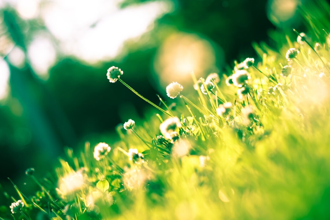 Spring Has Sprung in Perfect Harmony