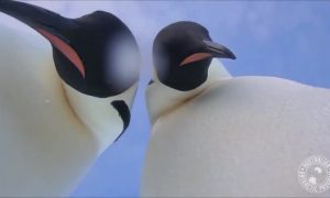 'Is This Thing On?' Curious Emperor Penguins Pose For Selfies in Antarctica