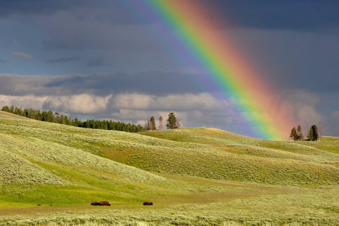 The rainbow represents balance, potential, and the promise of renewal when fresh sunshine appears.(Todd Cravens/Unsplash)