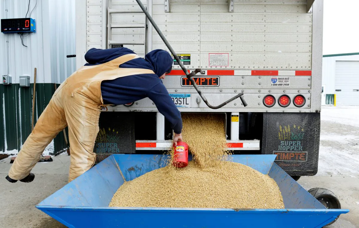 A worker takes a sample from an incoming truckload of soybeans at Peterson Farms Seed facility in Fargo, North Dakota, U.S., Dec. 6, 2017. China's latest list of tariffs on American goods includes soybeans and other key agricultural commodities produced in states from Iowa to Texas that voted for U.S. President Donald Trump in the 2016 presidential election. (Dan Koeck/File Photo/Reuters)