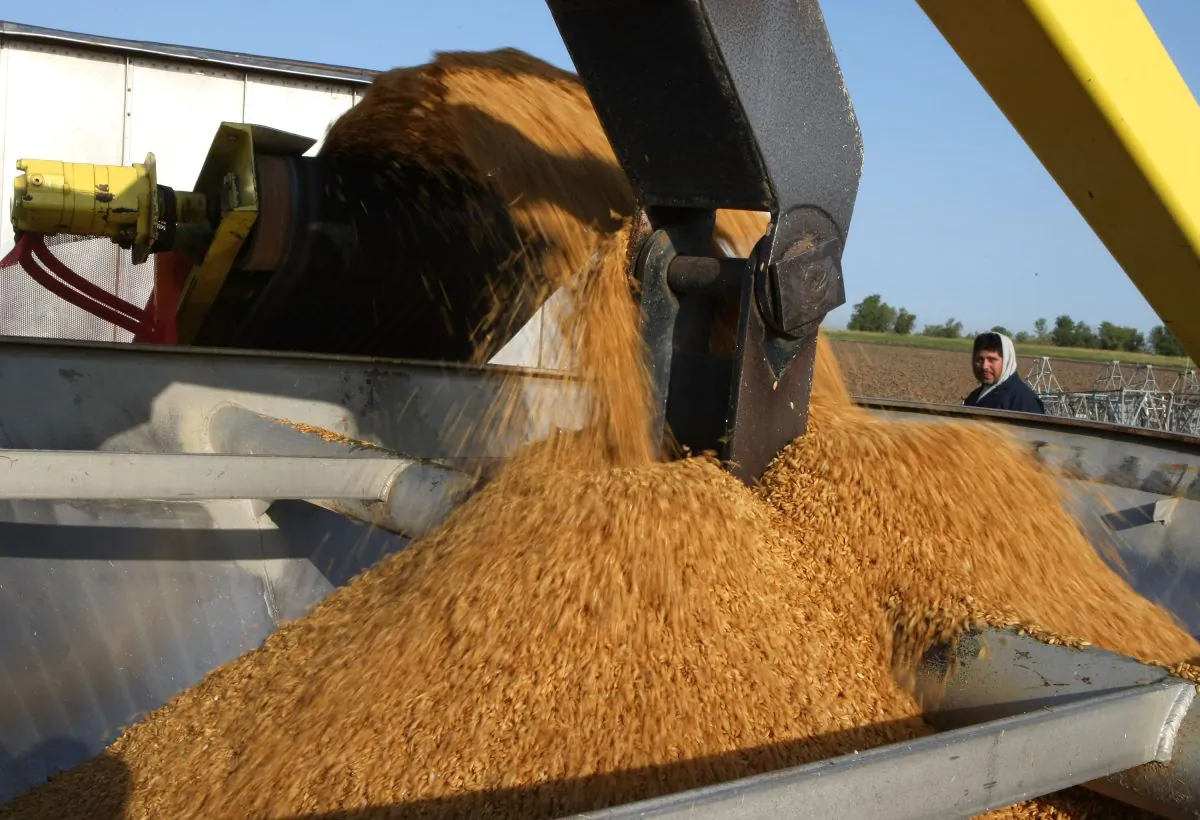 Rice seeds are transferred to a bucket before being loaded onto a bi-plane for distribution over a rice field in Biggs, California, U.S. in this file photo. (Justin Sullivan/Getty Images)