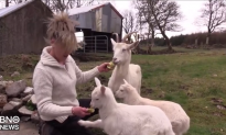 Goat Jumps Fence, Runs Away—5 Months Later Gives Birth to Something Extremely Rare