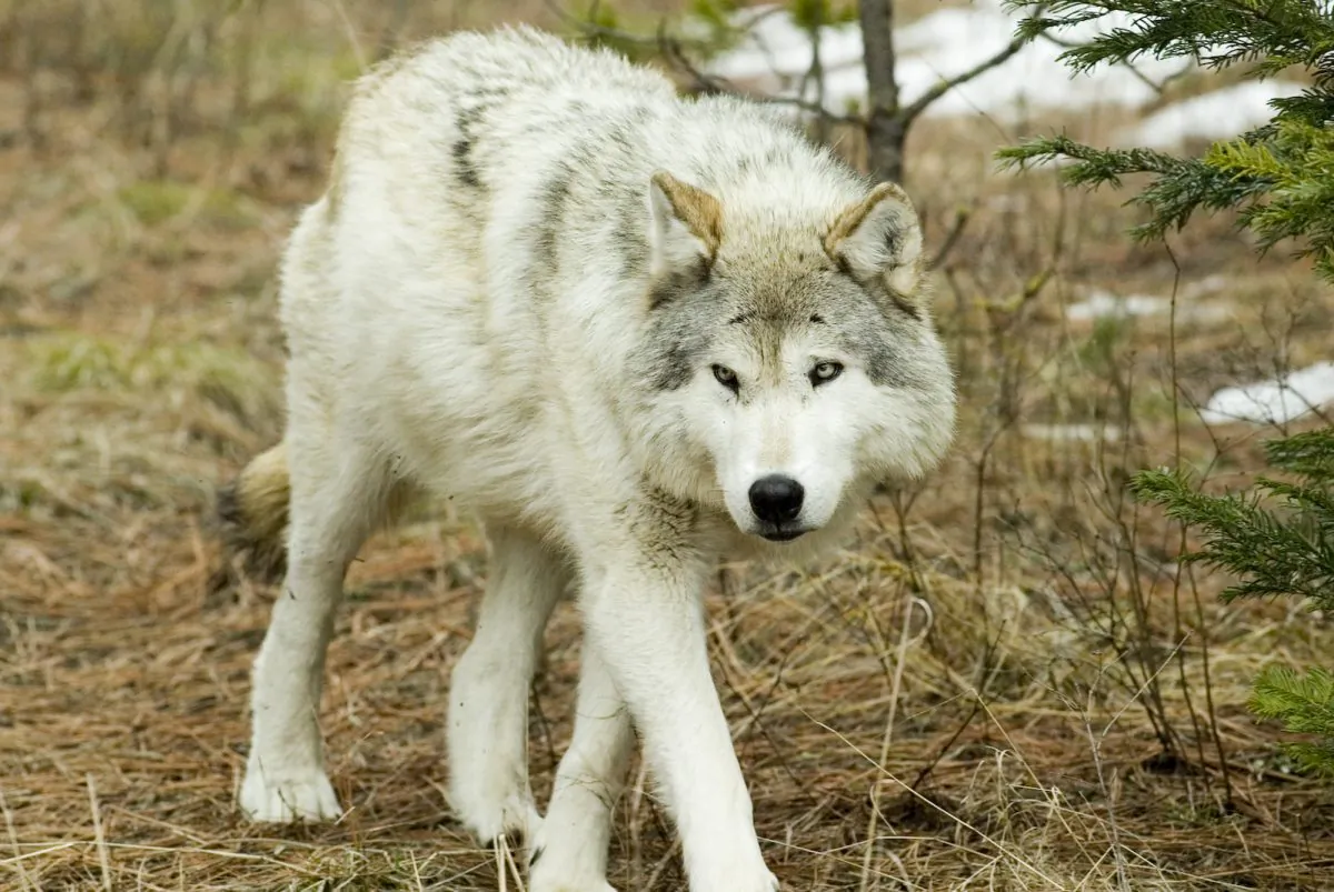 Kamots, the alpha wolf leading the Sawtooth Pack, a pack of wolves studied by Jim and Jamie Dutcher.   (Aaron Frizzel)