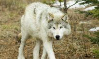 Book Review: ‘The Wisdom of Wolves: Lessons From the Sawtooth Pack’