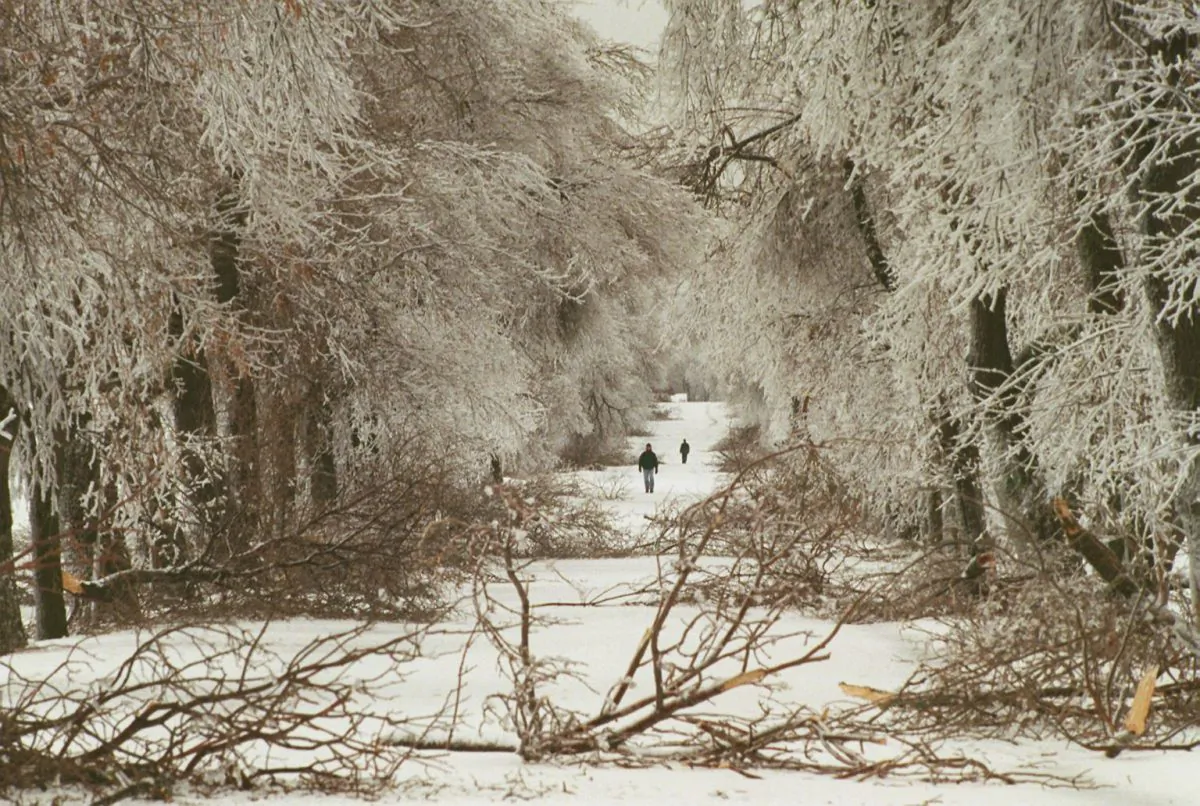 A pedestrian walks past fallen branches and trees after a freezing rainstorm in Ottawa, Canada. (Dave Chan/AFP/Getty Images)