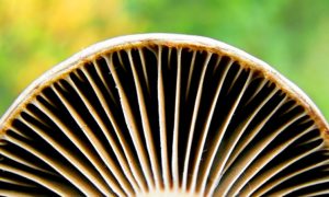 The Mushroom Is Becoming a Nutritional Star