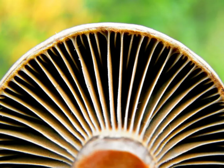 The downside of a mushroom. The upside is that it may contain an amino acid that does a lot of important work in your body. (basel101658/Shutterstock.com)