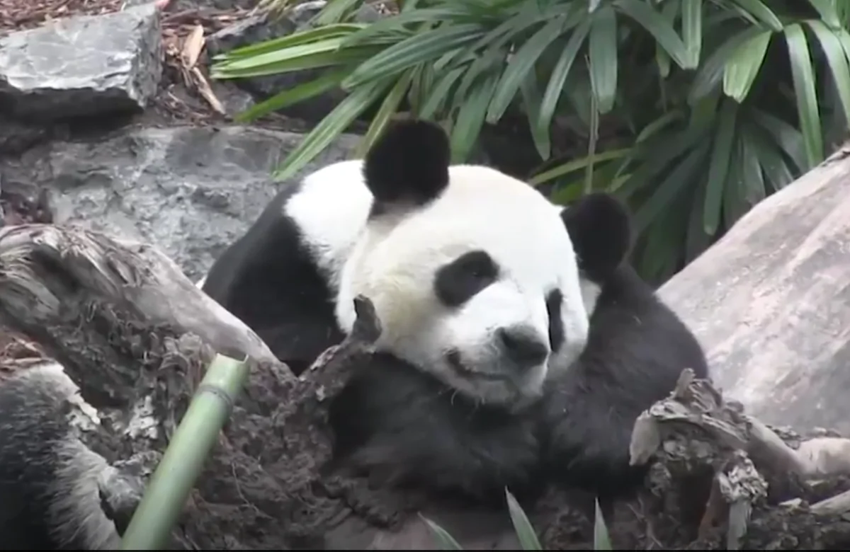 Giant pandas loaned from China made their debut at the Calgary Zoo on Monday, May 7, 2018. (The Canadian Press)