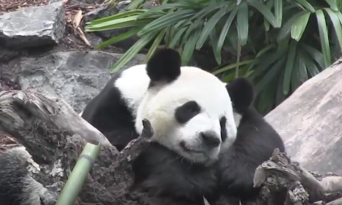 American Zoos Return Giant Pandas to China, Ending the Regime's 'Panda Diplomacy'