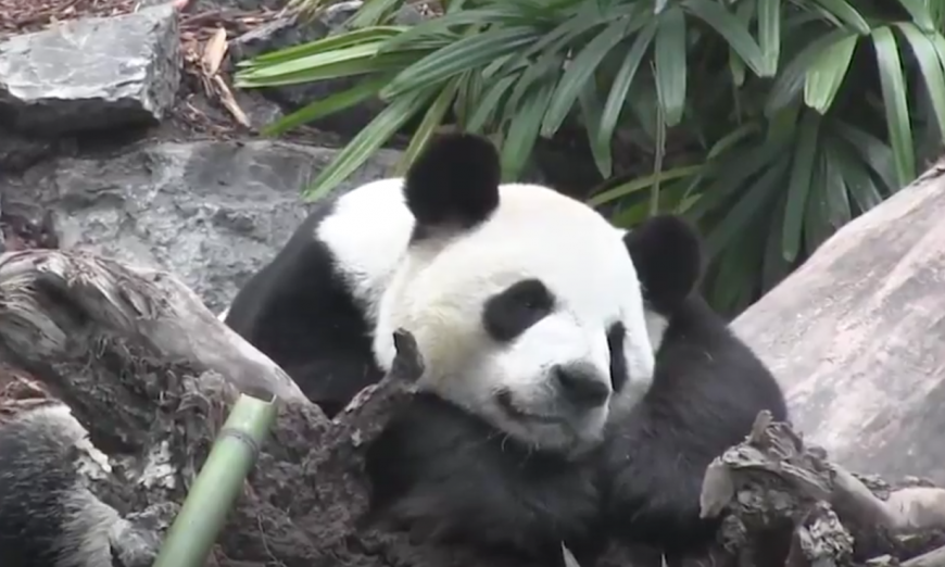 US Zoos Send Giant Pandas Back to China, Ending ‘Panda Diplomacy’