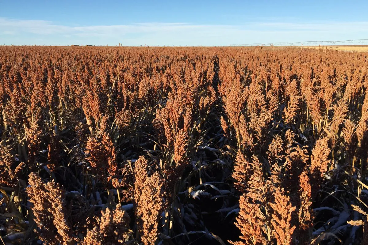 A field of sorghum (milo) grain is seen at a farm outside of Texhoma, Oklahoma, U.S., in this undated photo released to Reuters on April 3, 2018. (Courtesy Jerod McDaniel/Handout via Reuters)