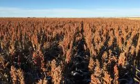 China Retreats From US Sorghum Probe, Drops Import Duties