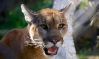 Cougar Kills US Mountain Biker, Mauls Another, Later Shot