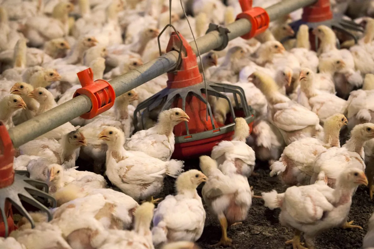 File photo of chickens eating from a row of feed bins. (Randall Hill/Reuters)