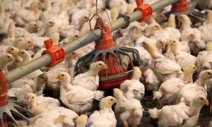 Piles of Dead Chickens Found Dumped Outside Massive Poultry Farm