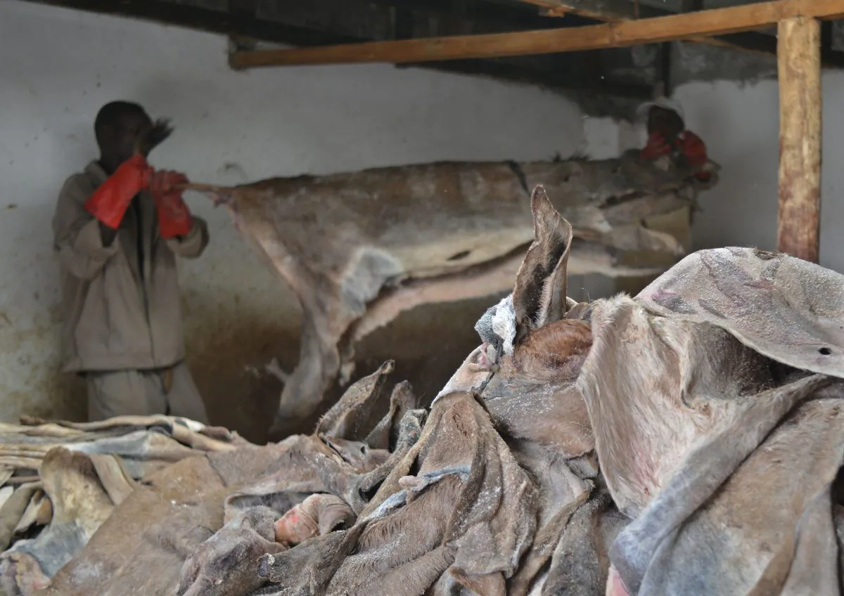 Workers hold a donkey's hide at a licensed slaughterhouse that specializes in donkeys in Baringo, Kenya, on February 28, 2017. (Tony Karumba/AFP/Getty Images)