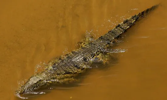 ‘Very Courageous’: Officer Hailed After Braving Croc-Infested Floodwaters