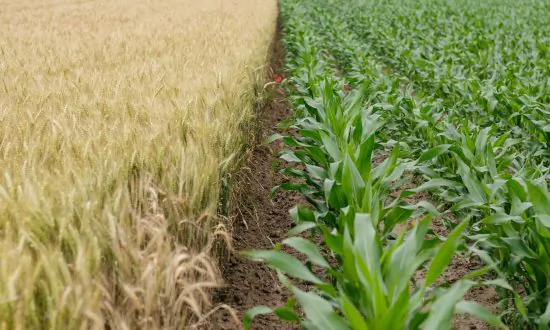 Farmers and Cropdusting Pilots Wrestled With Pesticide Risks on the Great Plains