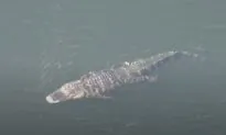 Alligator Kills Florida Woman Walking Dogs: Officials Then Make a Disturbing Find