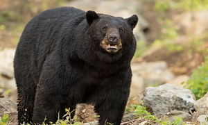 Bear Attacks Family of 4 Camping in Colorado