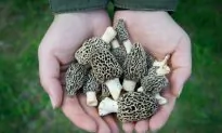 Morels With Calvados