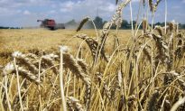 Unapproved Monsanto strain causing concern for Canadian wheat farmers