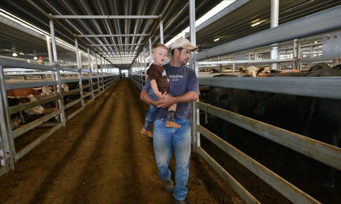 A farmer and his young son look at cattle at the weekly livestock sale near the town of Carcoar in central-west New South Wales, Australia, on Feb. 10, 2015. (Peter Parks/AFP/Getty Images)