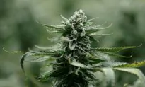 California Man Brings Marijuana-Filled Suitcase on Plane