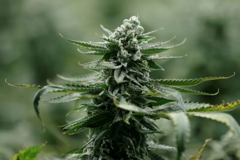A flowering marijuana plant. (Reuters/Chris Wattie)