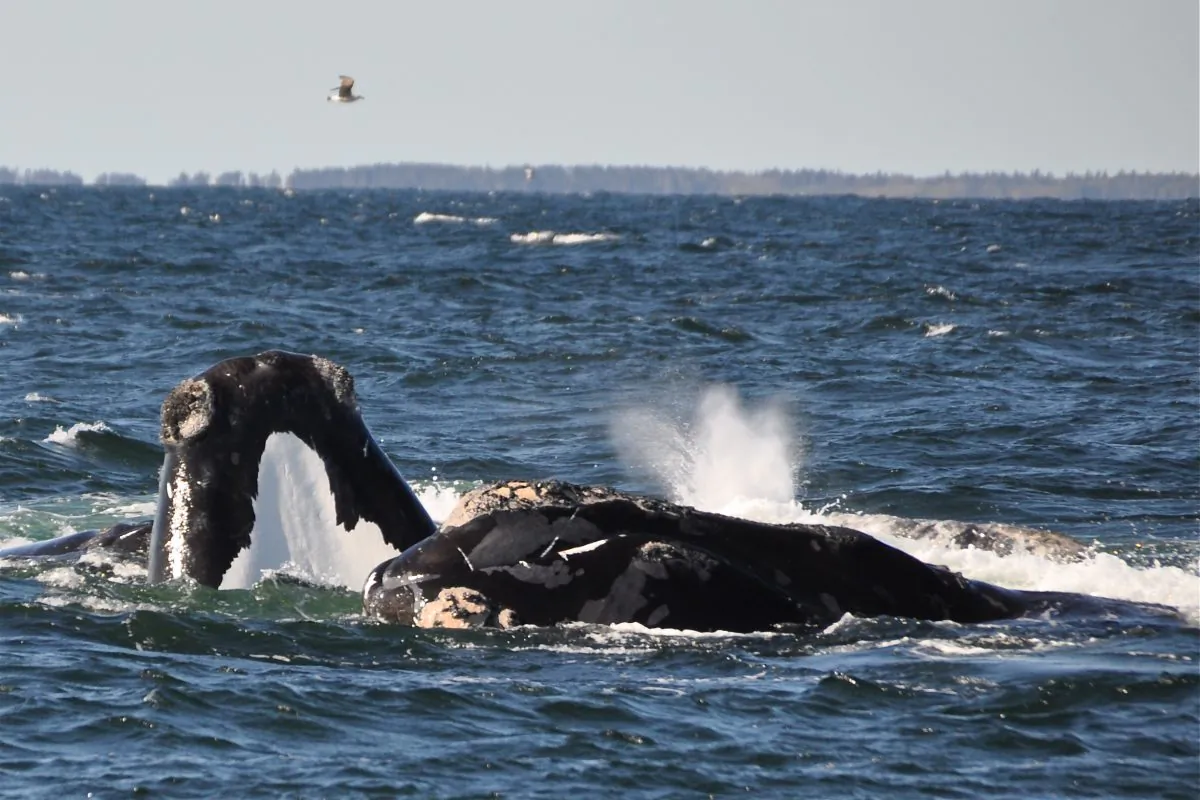 North Atlantic right whales. (Jolinne Surrette)